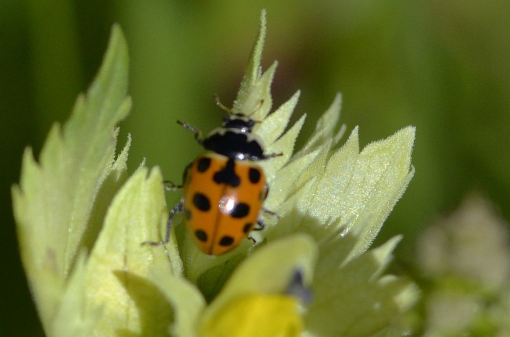 Hippodamia undecimnotata? No, Ceratomegilla notata